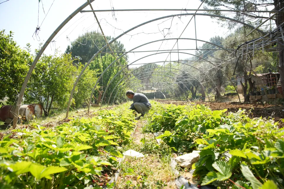 Man crouching among strawberry plants under a greenhouse frame